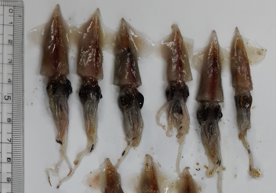 동해 해변에서 이달초 떼죽음 상태로 발견한 매오징어. 