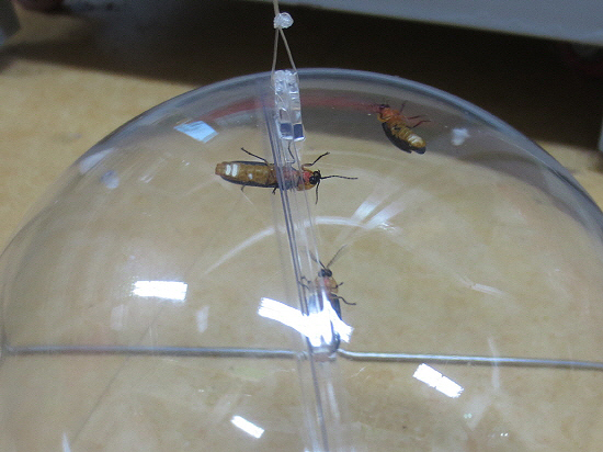 강원도와 전라도 등 청정지역에서 채집된 반딧불이 성충이 관람객의 발광체험을 위해 투명용기에 갖혀있다. 