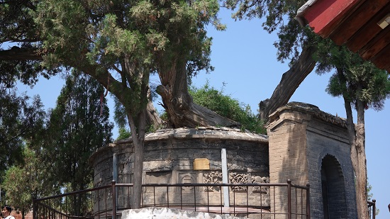 중국 섬서성 한성시 지천진 사마천 사당에 있는 사마천의 무덤, 다섯그루의 측백나무가 사마천의 넋을 위로하듯 서있다.