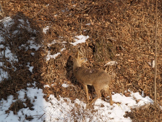 눈이 내리면 먹이는 어떻게 찾을까요. 겨울은 야생동물들에게 특히 더 견디기 어려운 계절일 것 같습니다.