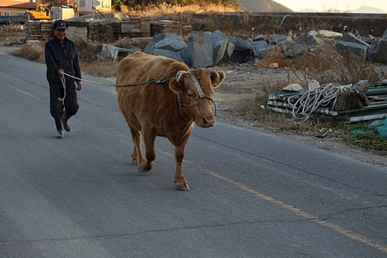 도로로 소를 몰고 돌아오는 농부