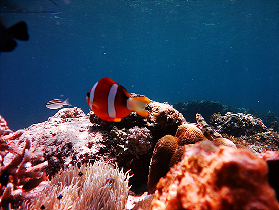 산호초와 물고기가 어울려 사는 수중세상