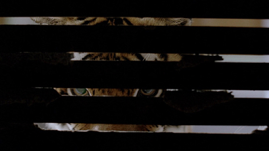 12일 개봉한 영화 <버닝 브라이트>의 한 장면 영화 안에서 공포의 실체로 활약한 식인 호랑이의 모습.