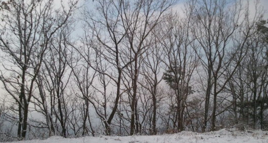 잎을 떨구고 눈보라 속에서 앙상하게 서 있는 겨울나무들이 애잔하다.
