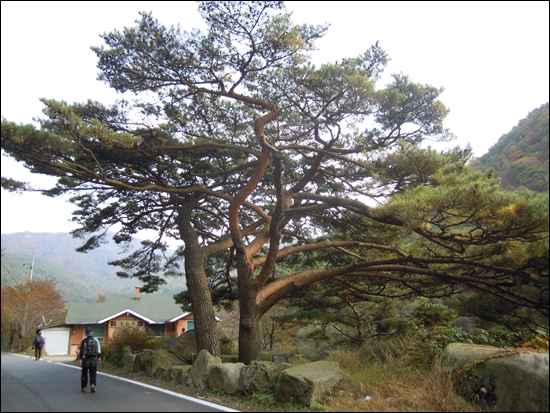 마을 입구에 서있는 수령 300년이 넘은 보호수 소나무의 멋진 모습