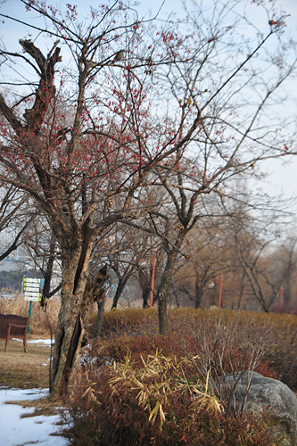  산수유나무 고목