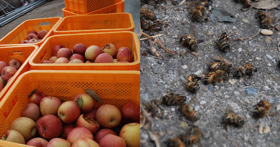 안 씨 마당에는 미처 들이지 못한 사과가 쌓여 있다. 마당 한쪽에는 벌들도 죽어서 나뒹굴고 있다.
