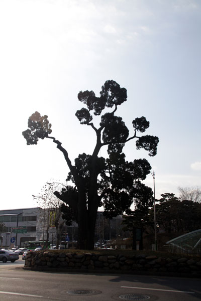 서초구는 2009년 이 향나무를 천년향이라 이름지었다.