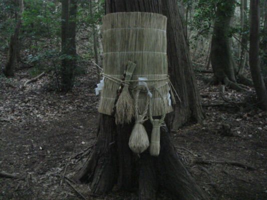 　　히노초 마츠오 마을 동쪽 산신당에서 산신제를 지내고 산신 신체인 신목에 제물을 묶어놓았습니다.  볏짚으로 만든 것이 츠도입니다. 