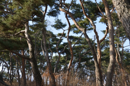 수원화성 팔달산에 우거진 솔숲