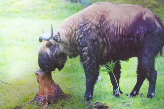 머리는 양, 몸통은 소의 형상을 닮은 부탄을 상징하는 동물 타킨(Takin)