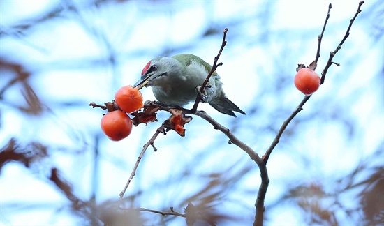 함양 상림공원 감나무의 청딱따구리.