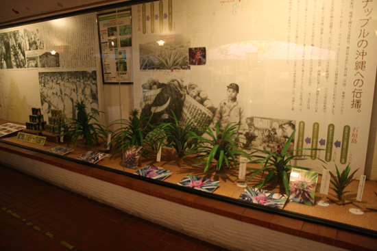오키나와에 파인애플이 전파된 역사를 보여준다.