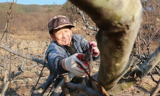  함양 월암마을 한 농민의 배나무 가지치기.