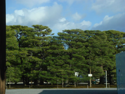 　　교토교엔 서쪽 세이쇼몽(淸所門)에서 바라본 교토고쇼의 소나무입니다. 
