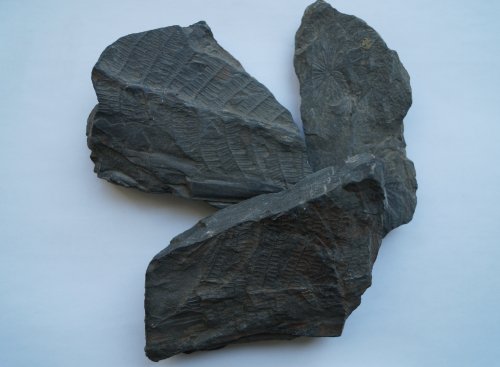 석탄 경석 무더기에서 주워온 화석