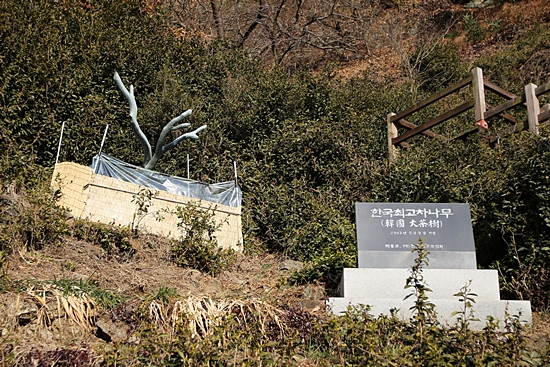천년의 세월과 함께 생을 마감한 한국최고차나무