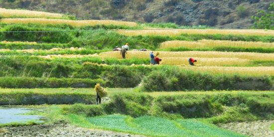 계단식 밭에서 밀을 베어내고 있는 농부들