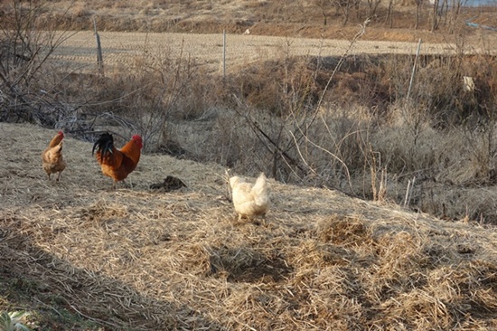   닭들이 하필이면 마른짚을 덮어 놓은 마늘밭을 헤집고 있네요.