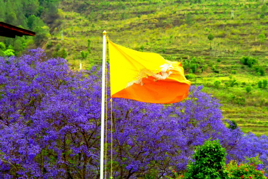 자카란다 향기 속에 펄럭이는 부탄의 국기