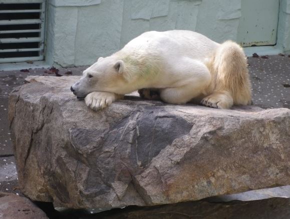 몸에 녹조가 낀 북극곰. 한국의 기후가 북극곰이 살기에 척박하기 때문이다.