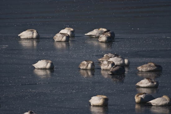 꽝꽝 얼어붙어 빙판이 된 낙동강에서 온몸을 웅크린 채 잠만 자고 있는 고니떼. 2013년 1월  