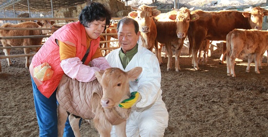 '대한'을 하루 앞둔 19일 함양 화산리 한우농가에서 문기철(64)씨 부부가 아기송아지한테 보온옷을 입혀주고 있다.