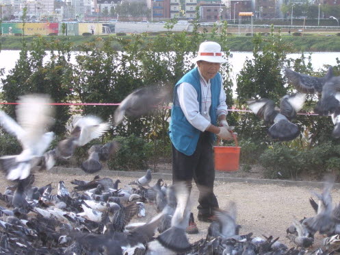  비둘기 아저씨 곽용씨가 모이를 주자 어디선가 비둘기들이 몰려 들어 모이를 먹고 있다