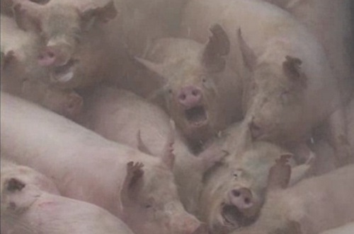 3년 전 구제역으로 생매장된 돼지들을 동물사랑실천협회가 촬영한 영상의 한 장면이다. 지난 구제역 사태는 우리 사회에 만연하는 생명경시 사상과 반성없는 육식문화에 경종을 울렸다.
