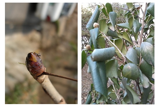 (좌)칠엽수의 ‘겨울눈’과 (우)동백나무