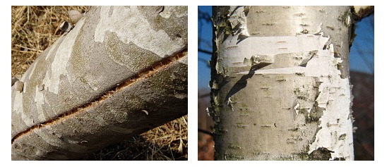 (좌)여의도 공원의 동파(凍破)된 백송나무 / (우)자작나무 <자료 사진>