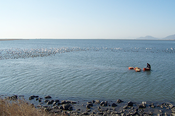 낙동강 하구에서 고니와 오리류에게 먹이를 주는 모습 (2009년)