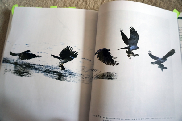 물속의 쇠오리를 낚아챈 참매가 날아오르는 모습(책속 촬영)