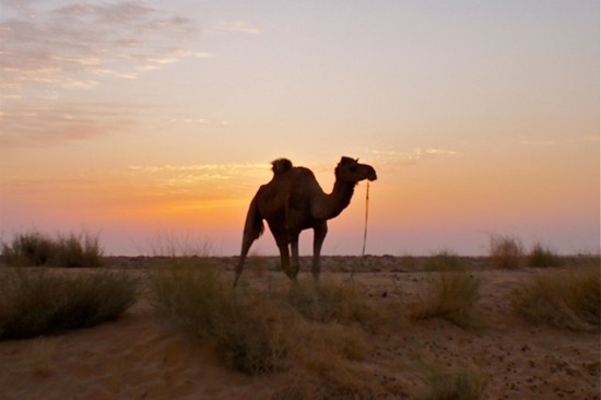 타르 사막의 밤. 조니워커도 화가 풀렸는지, 언덕 저편에서 다른 낙타 친구들과 함께 마음껏 풀을 뜯고 있었다.