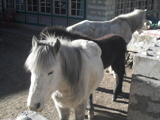 소마레 트레커 롣지에 있는 말. 히말리아에서 말은 아주 빠른 이동 수단이다. 등반객들이 하산할 때 이용한다.