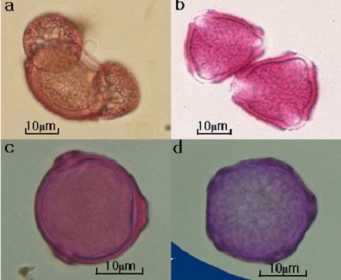 꽃가루 입자의 현미경 사진 (a:소나무 b:참나무 c:자작나무 d:느릅나무) <자료=광주과학기술원>
