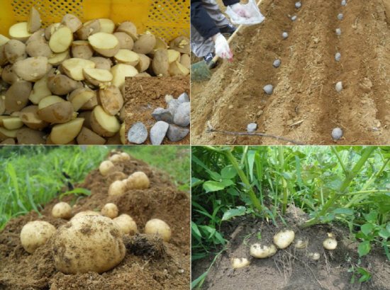 (좌측상단부터 시계방향으로) 감자는 생육기간이 약 100일 정도이며 봄부터 가을까지 수확이 가능한 이모작 작물이기도 하다.