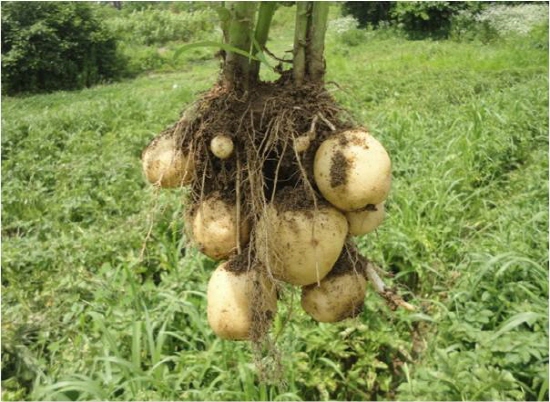 감자는 줄기아래에 여러개의 감자가 달리는 덩이줄기 작물이다.