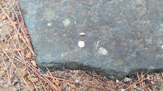 땅속에 있는 조개 소라껍질 발견