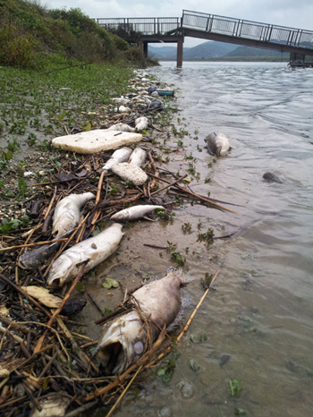 2012년 10월 22일 충남 부여대교 좌안에 죽은 물고기가 널려 있다. 
