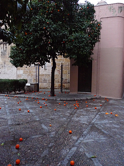 길에 떨어져 터지고 뭉개진 오렌지들... 애물단지가 돼버렸다. 
