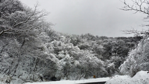 며칠간 많은 눈이 내린 한라산 관통도로주변의 나무들은 늦추위에 눈꽃을 피어내고 있다.