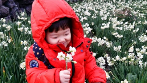 제주수선화와 아이  해안가 돌담옆의 수선화밭에서 즐거워하는 아이