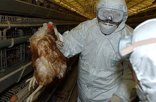 고병원성 인플루엔자(AI)에 감염돼 폐사한 닭을 공무원들이 자루에 담고있다.