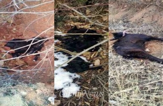 봉두마을 주민인 김근수씨는 2010년부터 송전선로 밑에서 키우던 염소 10여 마리 중 한 마리를 제외하고 모두 잃었다.