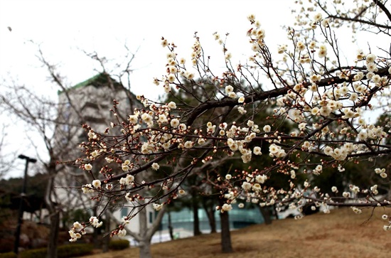  19일 부산 동명대학교 캠퍼스 곳곳에 매화꽃이 활짝 피었다.