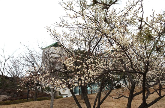  19일 부산 동명대학교 캠퍼스 곳곳에 매화꽃이 활짝 피었다.