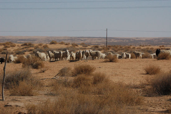 한국 황사의 절반 이상은 네이멍구 남쪽 마오우스 사막과 쿠푸치 사막에서 발원한다. 이곳은 사막화를 막기 위해 목양을 금지하지만 주민들이 생업인 목양을 버리기는 힘들다
