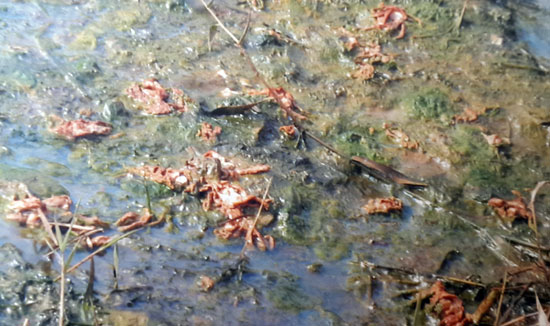 개구리 사체가 시간이 흐르면서 녹아서 사라지고 일부만 남아 있는 모습
