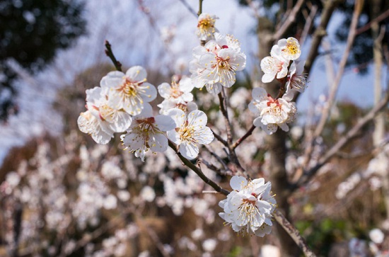 매화는 봄 소식을 가장 먼저 알리는 꽃이다.